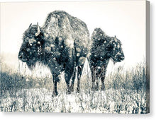 Load image into Gallery viewer, Bison Pair Facing The Storm - Canvas Print