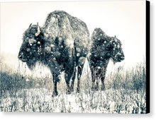Load image into Gallery viewer, Bison Pair Facing The Storm - Canvas Print