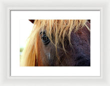 Load image into Gallery viewer, Wild Eyes Of Assateague - Framed Print