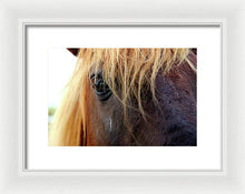 Load image into Gallery viewer, Wild Eyes Of Assateague - Framed Print