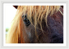 Load image into Gallery viewer, Wild Eyes Of Assateague - Framed Print