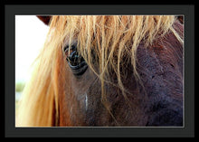 Load image into Gallery viewer, Wild Eyes Of Assateague - Framed Print