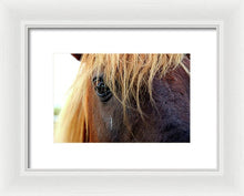 Load image into Gallery viewer, Wild Eyes Of Assateague - Framed Print