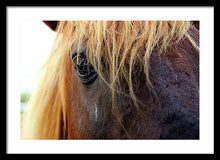 Load image into Gallery viewer, Wild Eyes Of Assateague - Framed Print