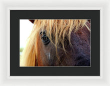 Load image into Gallery viewer, Wild Eyes Of Assateague - Framed Print