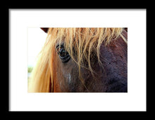 Load image into Gallery viewer, Wild Eyes Of Assateague - Framed Print