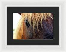Load image into Gallery viewer, Wild Eyes Of Assateague - Framed Print