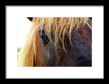 Load image into Gallery viewer, Wild Eyes Of Assateague - Framed Print