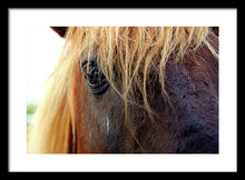 Load image into Gallery viewer, Wild Eyes Of Assateague - Framed Print