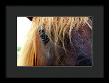 Load image into Gallery viewer, Wild Eyes Of Assateague - Framed Print