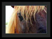 Load image into Gallery viewer, Wild Eyes Of Assateague - Framed Print