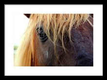Load image into Gallery viewer, Wild Eyes Of Assateague - Framed Print