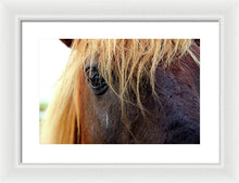 Load image into Gallery viewer, Wild Eyes Of Assateague - Framed Print