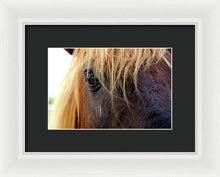 Load image into Gallery viewer, Wild Eyes Of Assateague - Framed Print