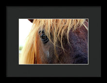 Load image into Gallery viewer, Wild Eyes Of Assateague - Framed Print