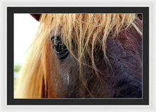 Load image into Gallery viewer, Wild Eyes Of Assateague - Framed Print