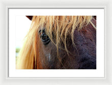 Load image into Gallery viewer, Wild Eyes Of Assateague - Framed Print